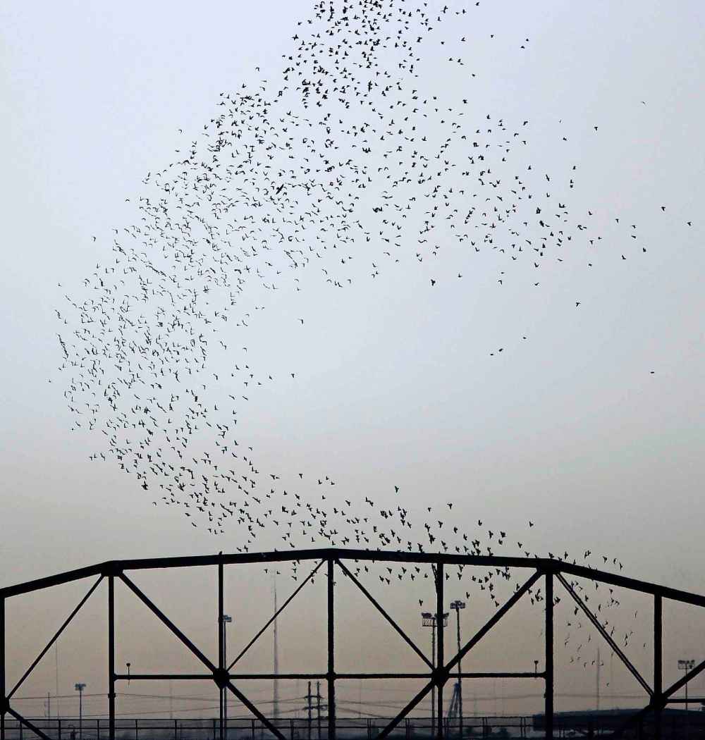 A massive flock of birds rises over the Arlington Street bridge in March 2013.