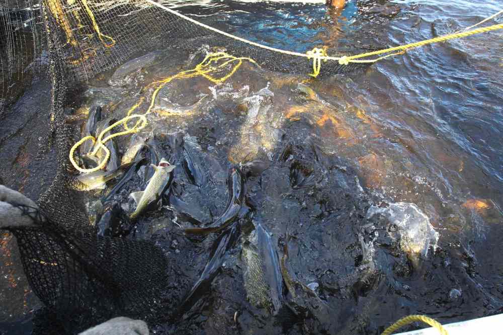 JOE BRYKSA / WINNIPEG FREE PRESS
Manitoba Fisheries net walleye to harvest and fertilize eggs at Falcon Creek near Falcon Lake, Man.