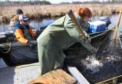 JOE BRYKSA / WINNIPEG FREE PRESS
Manitoba Fisheries