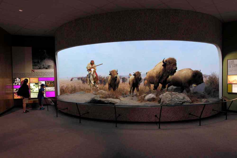 The Manitoba Museum. The Bison scene as you first enter the museum. BORIS MINKEVICH/WINNIPEG FREE PRESS