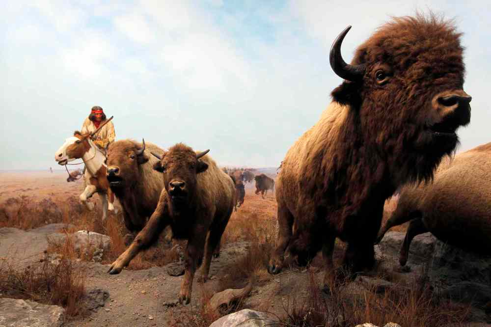 The Manitoba Museum. The Bison scene as you first enter the museum. BORIS MINKEVICH/WINNIPEG FREE PRESS