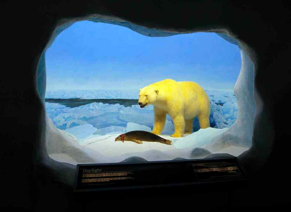 The Manitoba Museum. Manitoba's diverse wildlife is showcased in this section of the museum. Real stuffed animals. BORIS MINKEVICH/WINNIPEG FREE PRESS