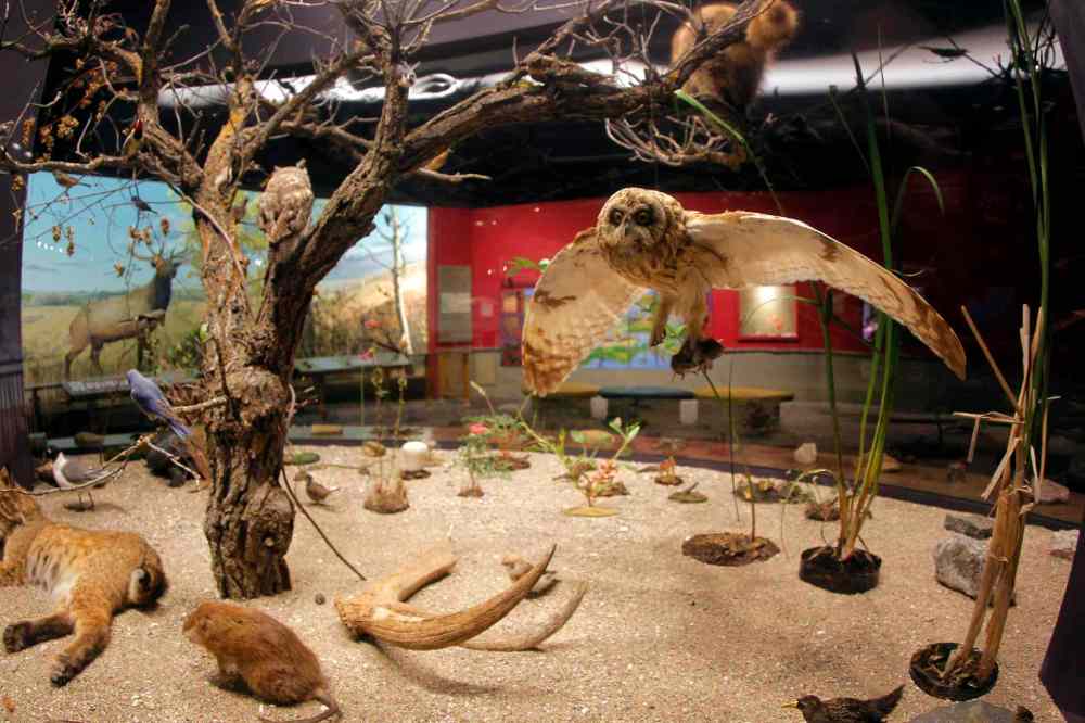 The Manitoba Museum. Manitoba's diverse wildlife is showcased in this section of the museum. Real stuffed animals. BORIS MINKEVICH/WINNIPEG FREE PRESS