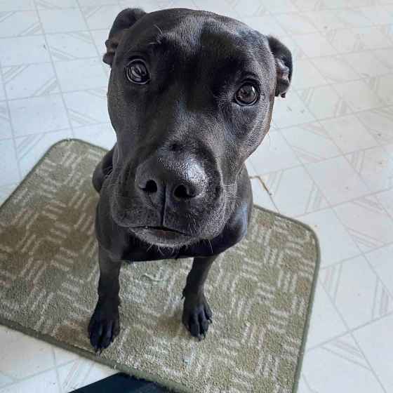 Meet the newest addition to our family, Piper. (Mike McIntyre / Winnipeg Free Press)