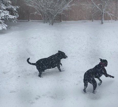 Bodie and Piper (Supplied)