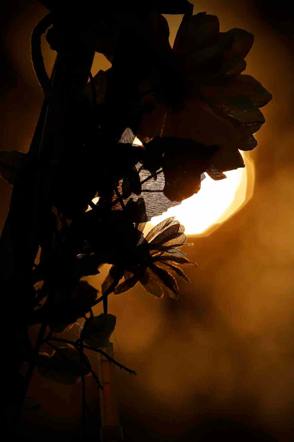 JOHN WOODS / WINNIPEG FREE PRESS
Sunset flowers on the final day of the Folk Fest Sunday.