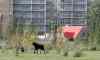 TREVOR HAGAN / WINNIPEG FREE PRESS
A moose was loose near the corner of Pembina Highway and Chancellor Matheson, Saturday. The moose caused many Winnipeg Blue Bombers fans to be delayed on their way to Investors Group Field for the Banjo Bowl game against the Saskatchewan Roughriders.