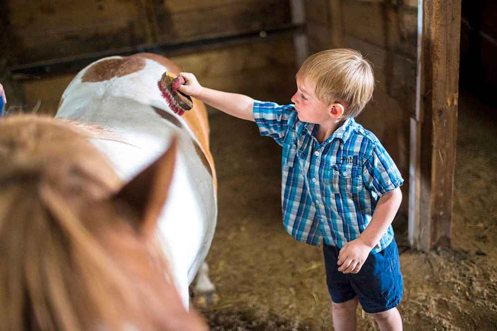Paul Birch, 3, brushes a pony to help his great-grandparents prepare for the pony rides.