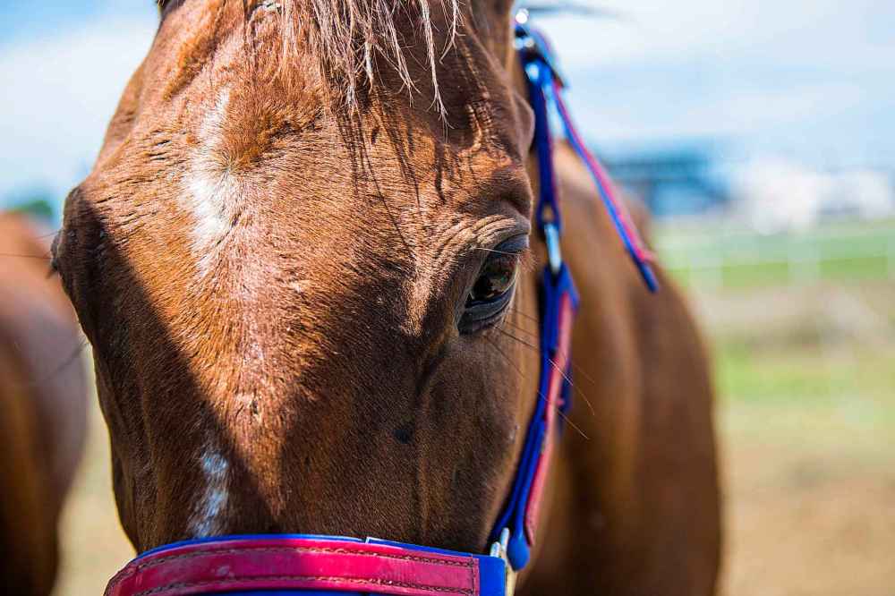 Kurtis Callander's horses at the Manitoba Stampede.