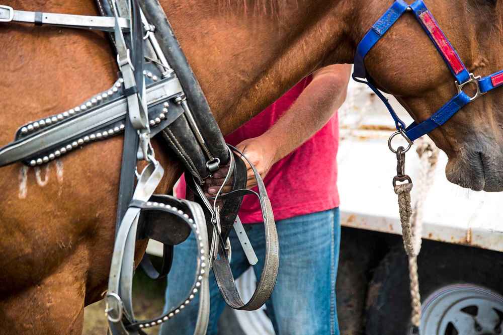 Kurtis Callander, chariot and chuckwagon racer, tacks up his horses.
