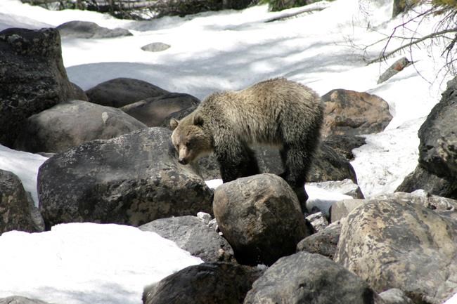 Parks Canada Steps Up Enforcement After Three Grizzly Bear Deaths In Three Weeks Winnipeg Free 