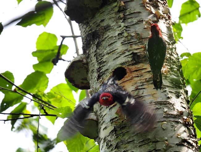 The discovery of a woodpecker's nest, as shown in this handout image provided by the Community Nest Finding Network, has halted construction of the Trans Mountain pipeline along a 400-metre stretch near Chilliwack, B.C. THE CANADIAN PRESS/HO-Community Nest Finding Network**MANDATORY CREDIT**