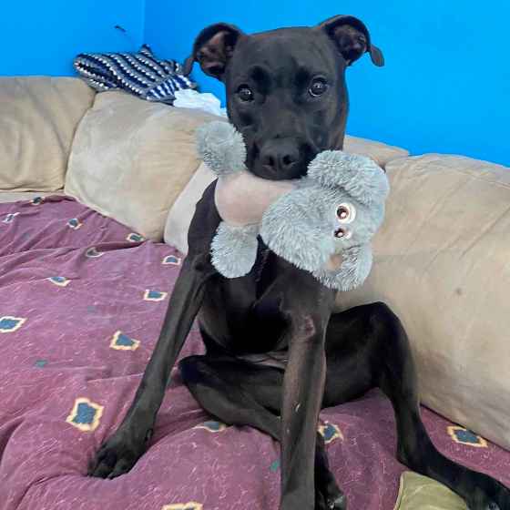 Piper has found her fur-ever home. (Mike McIntyre / Winnipeg Free Press)