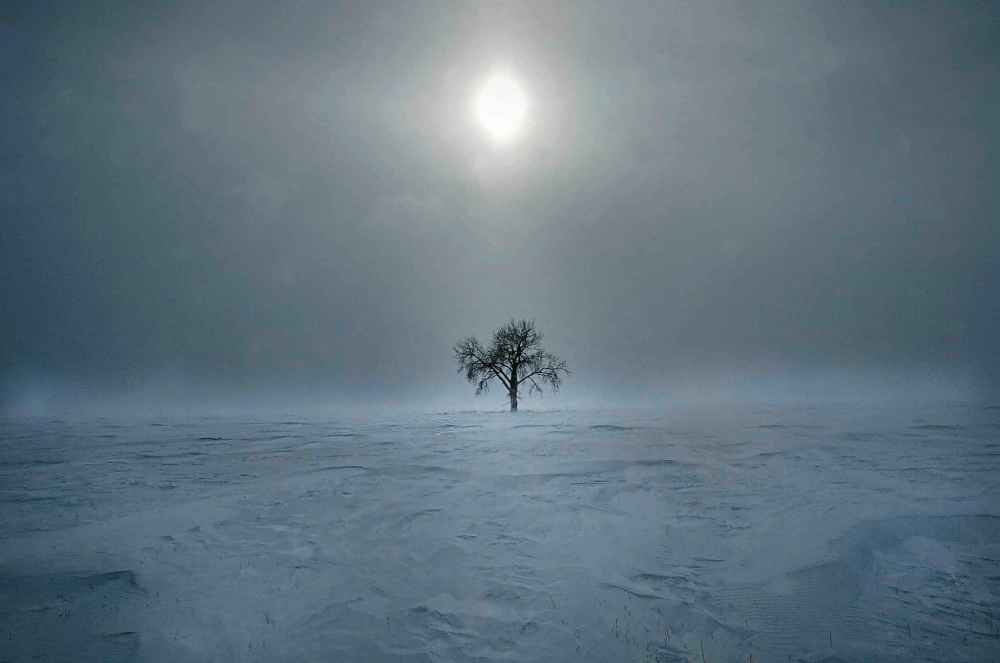 Near Letellier, Man., gusty winds in the winter of 2004 caused near white-out conditions for highway travelers and made this tree appear to be the only thing around for miles.