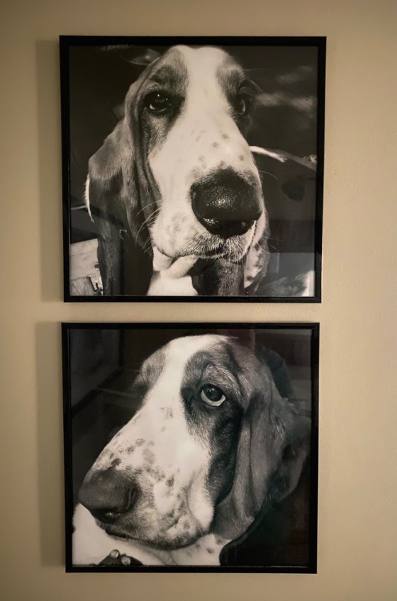Close-ups of Leesa's sweet, departed basset hounds, Polka and Dooley.