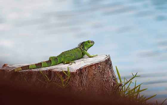 Iguanas are very large lizards that can live 20 or more years in captivity and can grow as long as six feet, nose to tail tip, with more than half of their body length due to their tail. (Brynn Anderson / AP photo files)