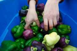 Embry grabs a handful of sweet peppers.