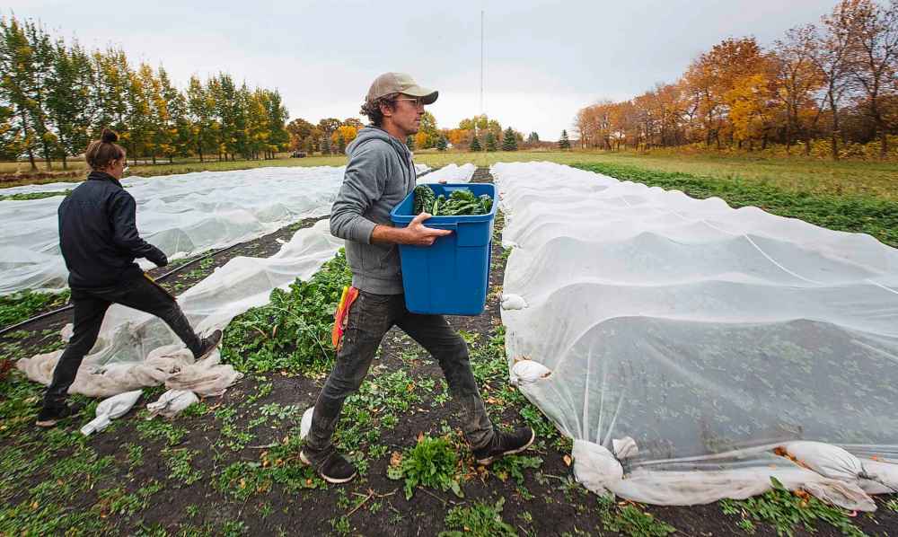 Justin picks chard while his sister, Renée Girard, picks bok choy.