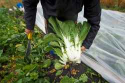 Bok choy will be added to the orders.