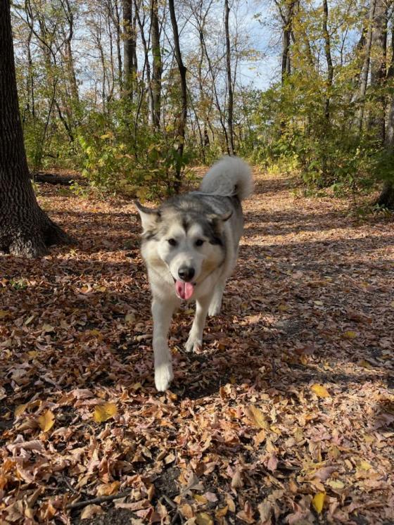 Chewy out for a walk. (Supplied)