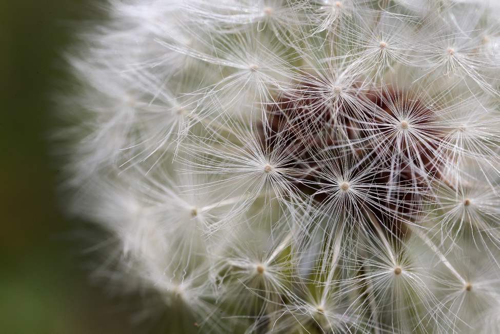 Dandelion seeds from a flower on a lawn in St. Vital. Dandelion seeds can travel over 8 km in the air.
Wednesday, May 09, 2012
(JOE BRYKSA / WINNIPEG FREE PRESS)