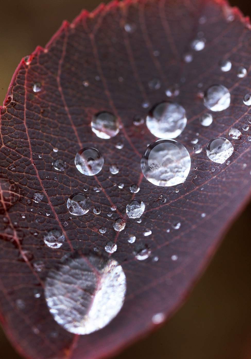Water droplets collect on leaves near Omands Creek in Winnipeg.
Wednesday, October 17, 2012
(JOE BRYKSA / WINNIPEG FREE PRESS)