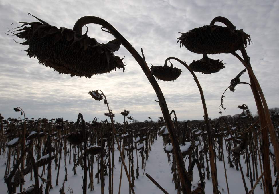 Frozen sunflowers covered from this weekends heavy snow near the west perimeter highway.
Tuesday, November 13, 2012
(JOE BRYKSA / WINNIPEG FREE PRESS)