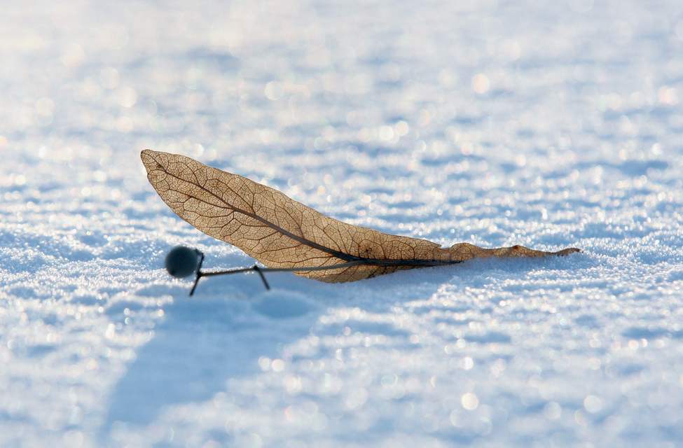 The late afternoon sun illuminates a fallen leaf on fresh snow in Winnipeg.
Wednesday, November 14, 2012
(JOE BRYKSA / WINNIPEG FREE PRESS)