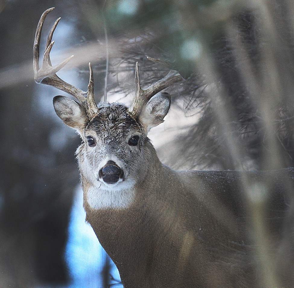 A majestic large White-tailed deer listens for sounds in the forest near La Barriere Park in the RM of Ritchot.
Tuesday, November 27, 2012
(JOE BRYKSA / WINNIPEG FREE PRESS)