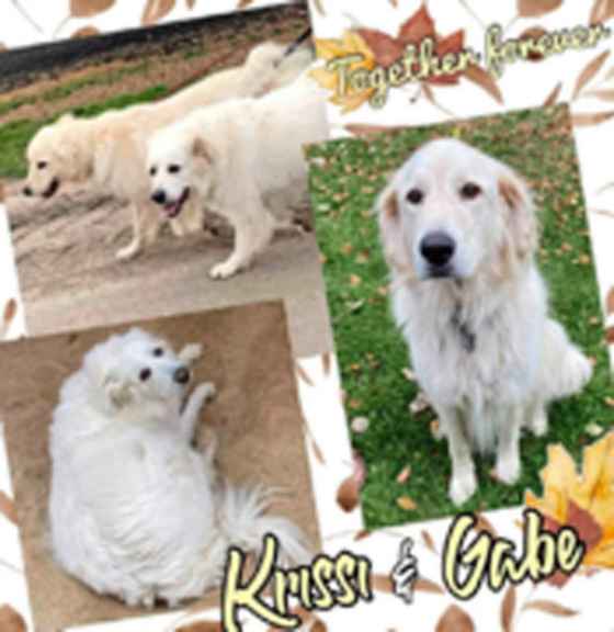 Krissi and Gabe are in need of a new home. (Supplied)