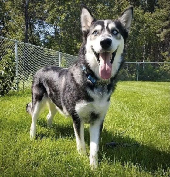 SuppliedMateo is up for adoption through Manitoba Great Pyrenees Rescue.