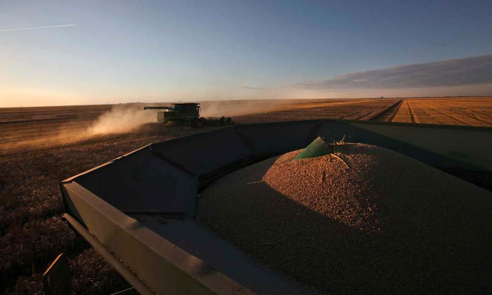 The grain cart is full of wheat. When the weather is good, farms will run combines as long as they can.