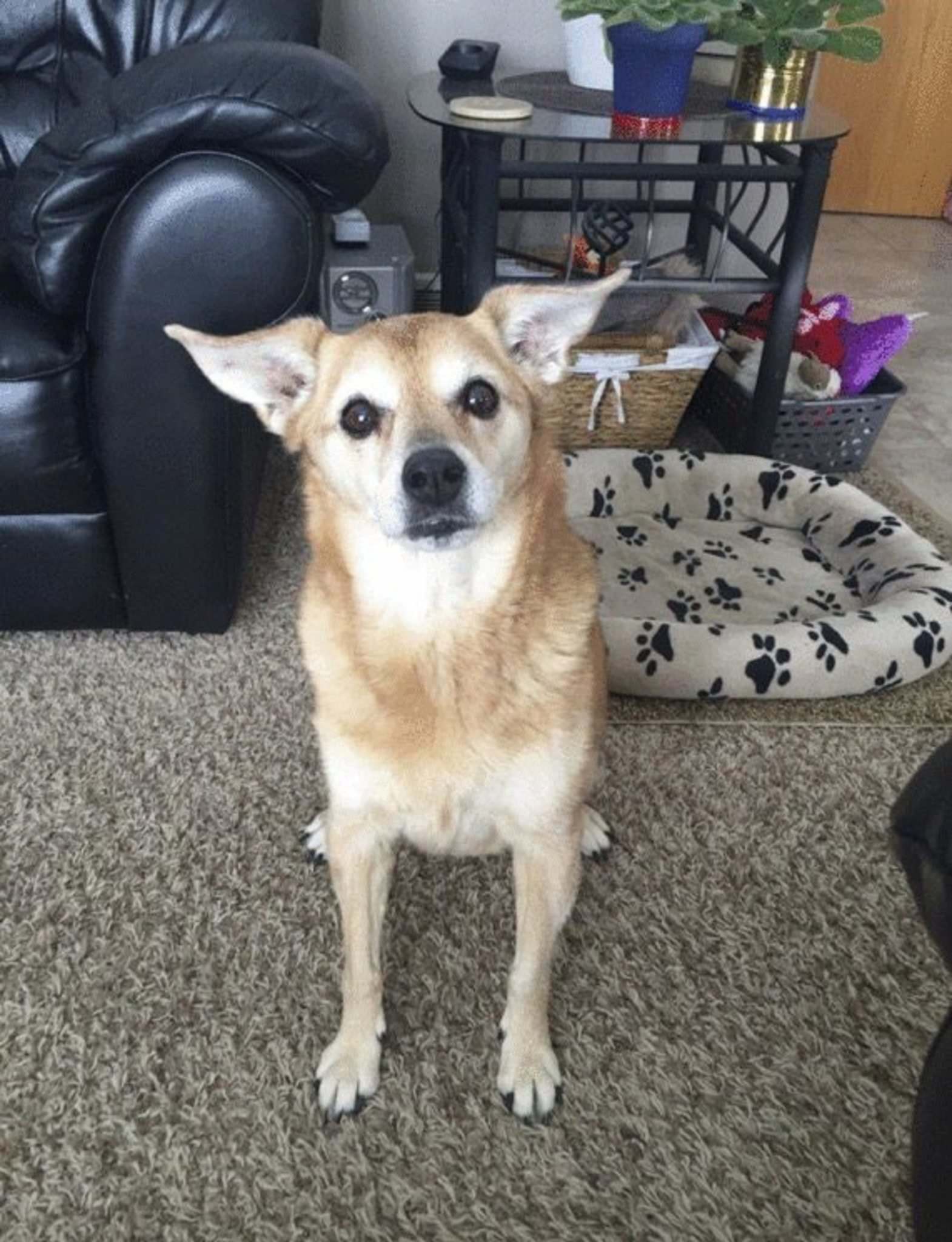 Pets of the week Winnipeg Free Press