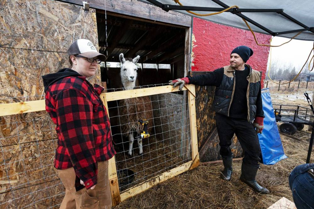 Shetland sheep at Long Way Homestead. Anna Hunter (left) and her husband Luke run the homestead in the town of St. Genevieve. They run a wool mill, make their own natural dyes, and run workshops, while raising two children. (Prabhjot Singh Lotey / Winnipeg Free Press)