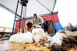 Shearer Stacy Rosvold with barn owners, Anna Hunter, left, and Luke Palka. (Prabhjot Singh Lotey / Winnipeg Free Press)
