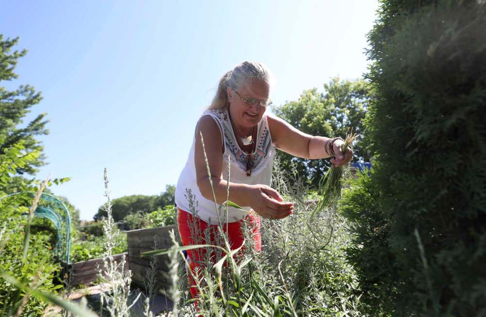 France Croteau harvests sweetgrass in garden area of NorWest Community Food Centre.