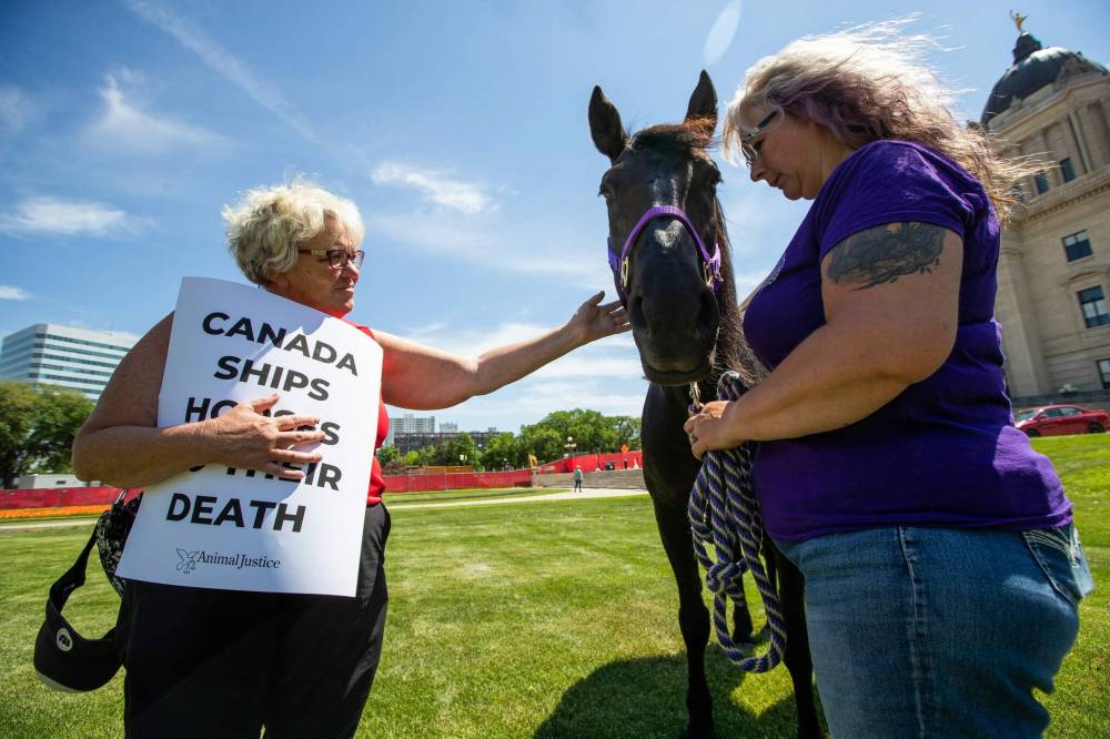 Gail Holm (left) pats rescue horse Dayo, as she speaks with Corinne Nykorak during a protest against live horse exports at the Manitoba legislature Saturday afternoon. (Daniel Crump / Winnipeg Free Press)