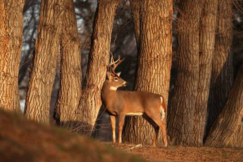 Tim Smith / The Brandon Sun files
A white-tailed deer buck looks out from a line of trees at Assiniboine Community College’s north hill campus at sunset.