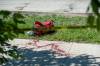 ETHAN CAIRNS / WINNIPEG FREE PRESS
Blood and a bag are left outside of 2300 Pembina Hwy. where officers attended to a body laying on the sidewalk in Winnipeg on Wednesday.
