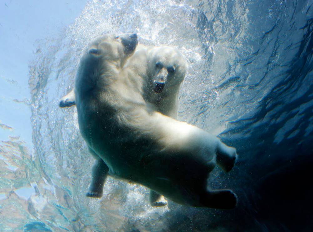 KEN GIGLIOTTI / FREE PRESS FILES
Aurora and Kaska tussle in their saltwater tank in the summer of 2014.