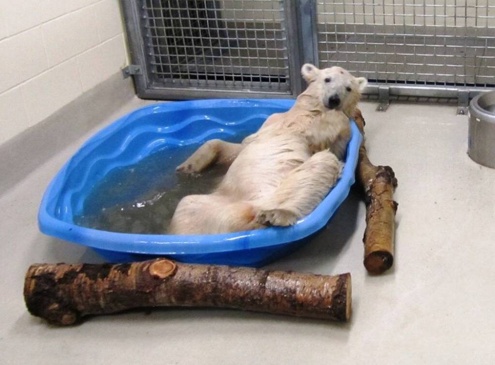 ASSINIBOINE PARK CONSERVANCY / FREE PRESS FILES
Aurora just before being transferred to the International Polar Bear Conservation Centre (IPBCC) at the Assiniboine Park Zoo in2013.