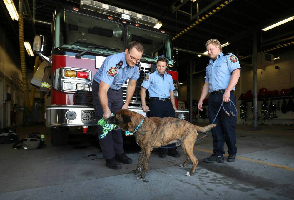 RUTH BONNEVILLE / WINNIPEG FREE PRESS
Left to right, Hayden Church, Joseph Mulvenna and Dylan Peters, playing with 8-year-old Murphy, a mastiff cross, at Station 9 (864 Marion). WFPS teams can request a dog to come and stay at the station throughout their shift.