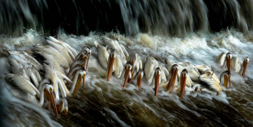JULY 2008: Pelicans gather for a feeding frenzy on the Red River at the Lockport dam.