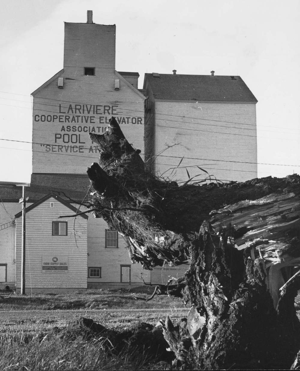 DAVE BONNER / WINNIPEG FREE PRESS FILES
The La Rivière Co-operative Elevator, which lost its roof, is framed by the roots of a large toppled tree.