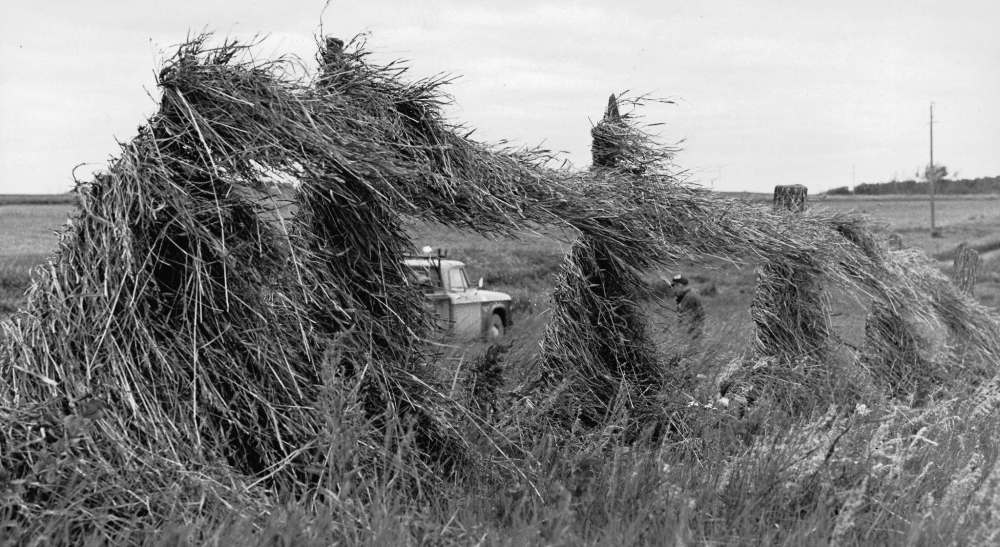 DAVE BONNER / WINNIPEG FREE PRESS FILES
Freshly cut hay was picked up by the tornado and pinned against a barbed wire fence. A Manitoba Hydro lineman and truck are in the background.