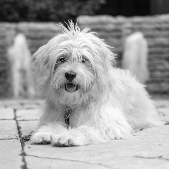 Oliver, chilling out on the cobble-stoned grounds of the old City Hall building in downtown Winnipeg.
