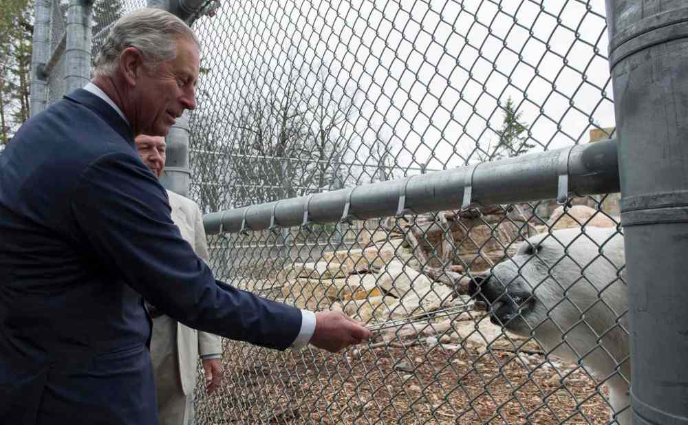 Paul Chiasson / The Canadian Press
Prince Charles feeds Hudson the polar bear at the Assiniboine Park Zoo.