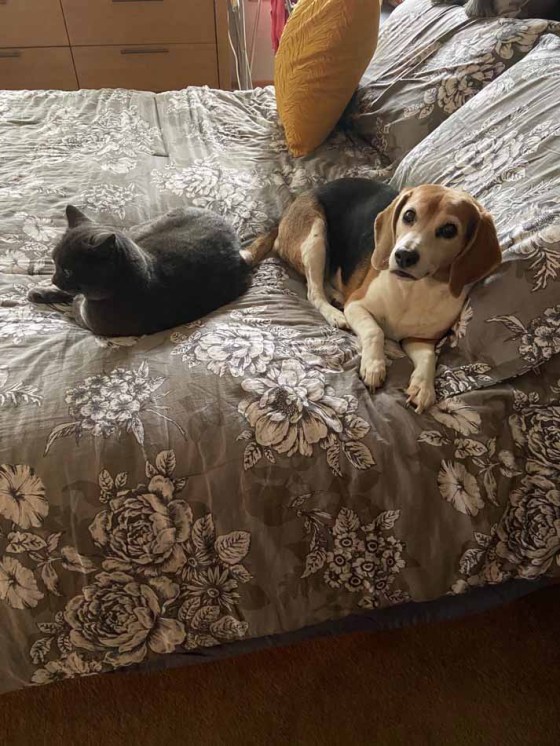 Dougie and Shadow