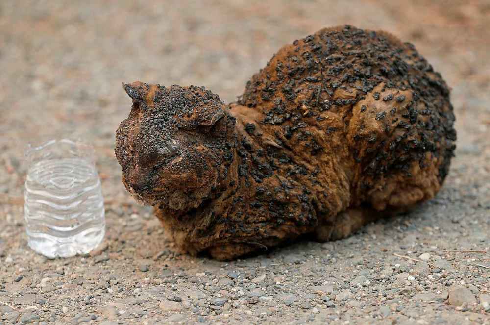 A burned cat waits for animal control to arrive after they were called by responders who discovered it in Paradise, Calif. on Sunday. (Jane Tyska / Bay Area News Group)