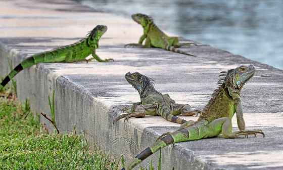 Tribune Media TNSIguanas have great vision and see colours, and they also have a photosensory organ on top of their heads called the pineal gland, or parietal eye. (Mike Stocker / Sun Sentinel / TNS)
